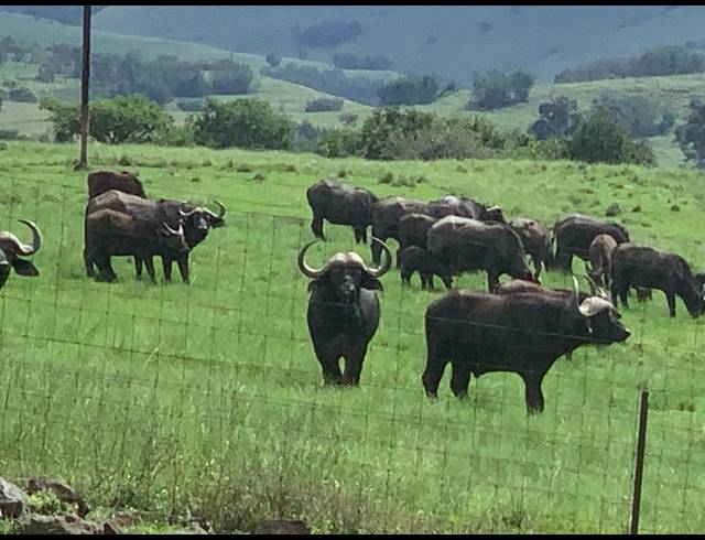2,500HA FARM FOR SALE IN ESTCOURT RURAL